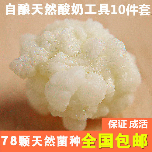 雪莲菌开菲尔菌种藏灵菇雪莲菌