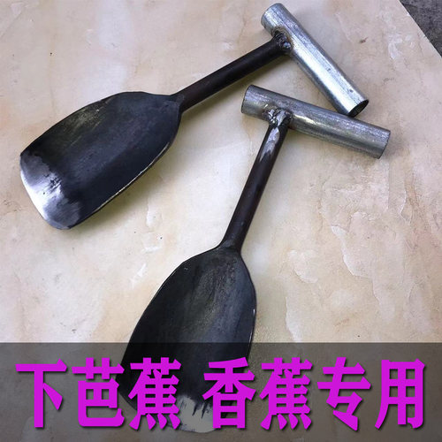 广西仙湖刀具铲芭蕉下芭蕉
