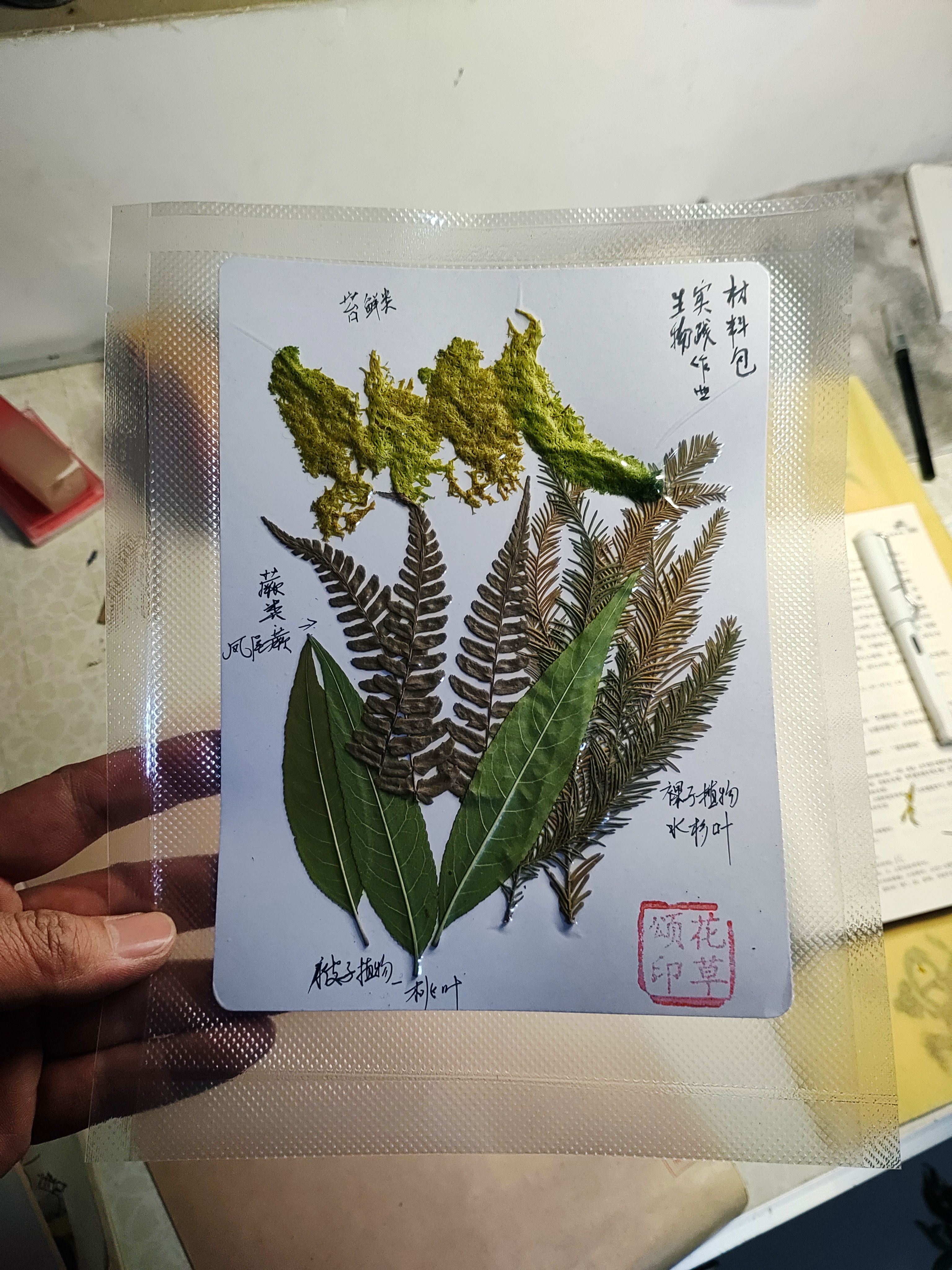 苔藓类蕨类裸子被子植物标本定制树叶材料包学生手工作业生物观察