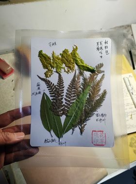 苔藓类蕨类裸子被子植物标本定制树叶材料包学生手工作业生物观察