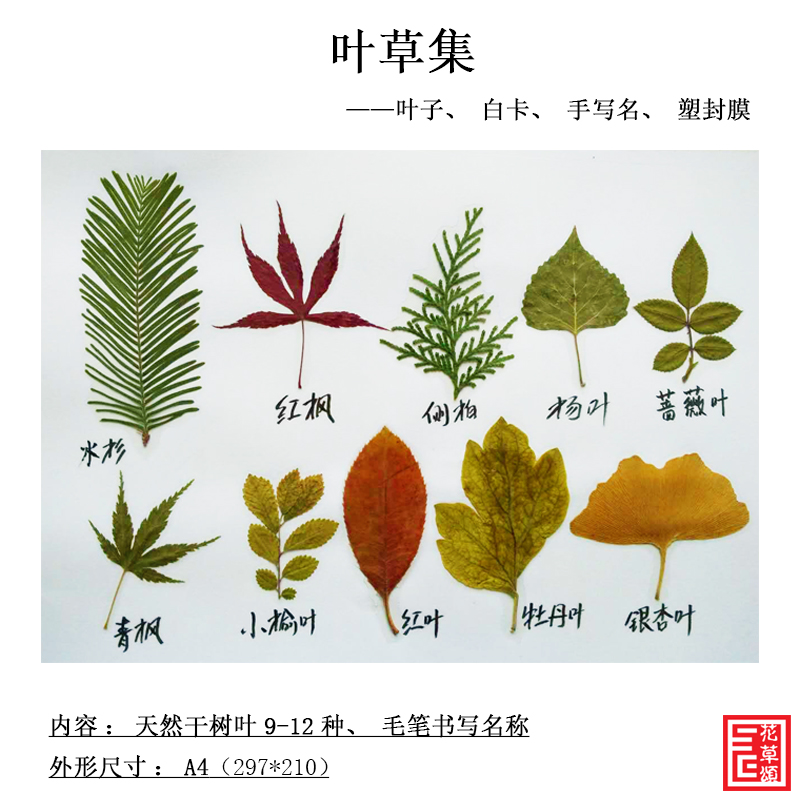 花草颂天然干树叶子集塑封植物认知标本儿童教学装饰拍摄背景挂画图片