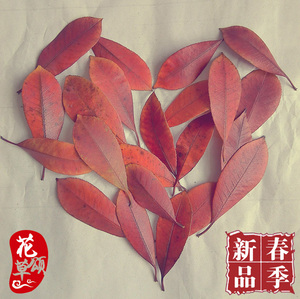 干树叶 天然干树叶千年红叶石楠艺术橱窗饰品儿童押画材料干花风