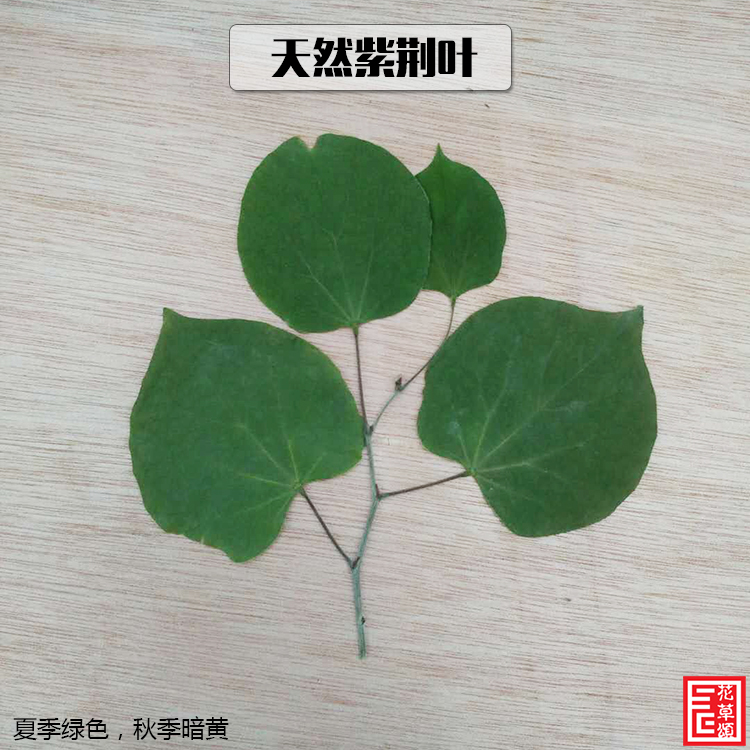 花草颂天然紫荆干树叶植物标本书签儿童diy拼图画框装饰背景拍摄图片