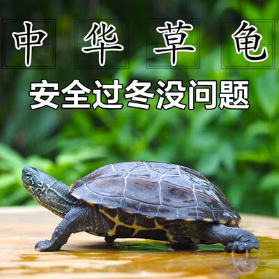 外塘金线小乌龟中华草龟宠物活体