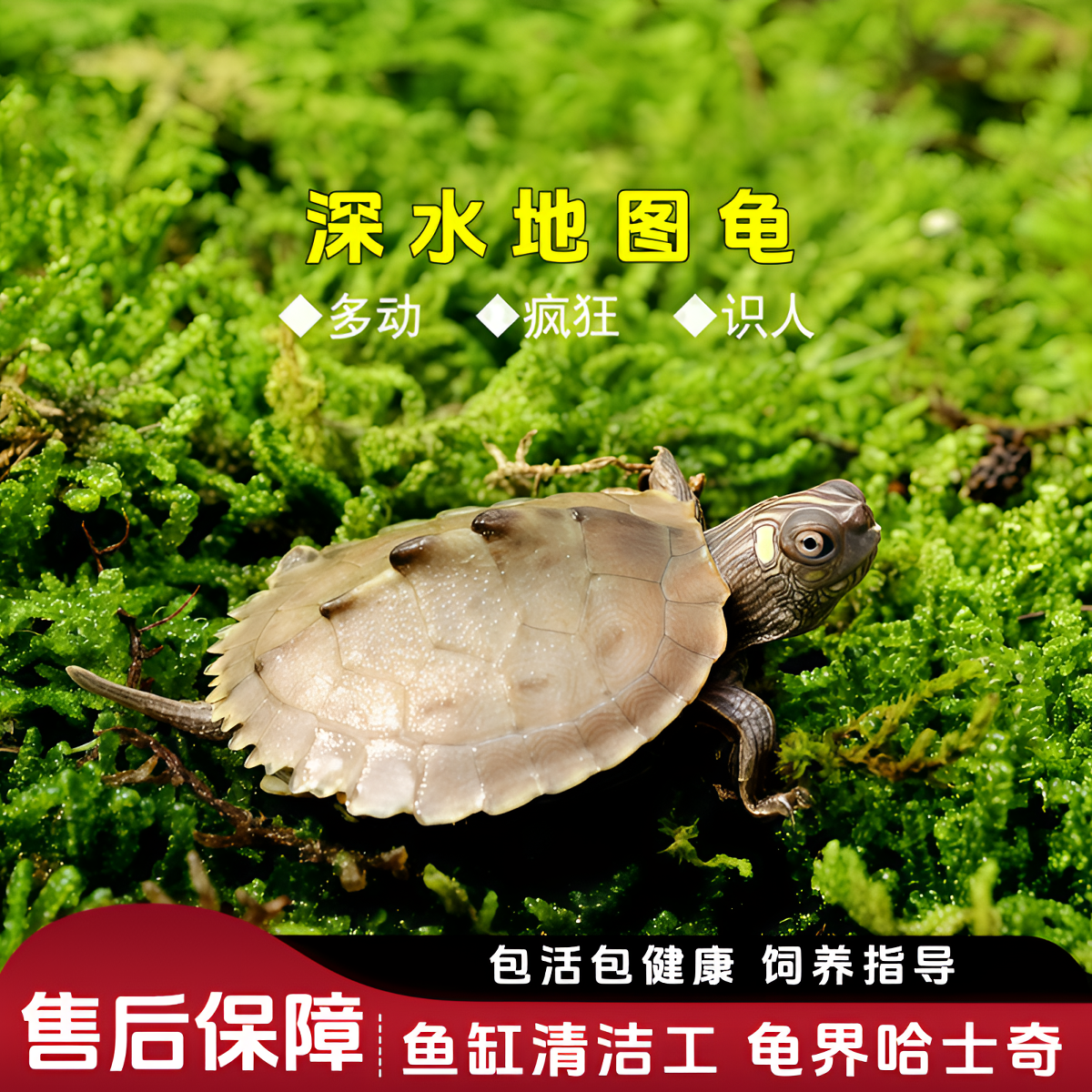 地图苗活物深水龟观赏小乌龟活体小宠物密西西比地图黑瘤家养稀有