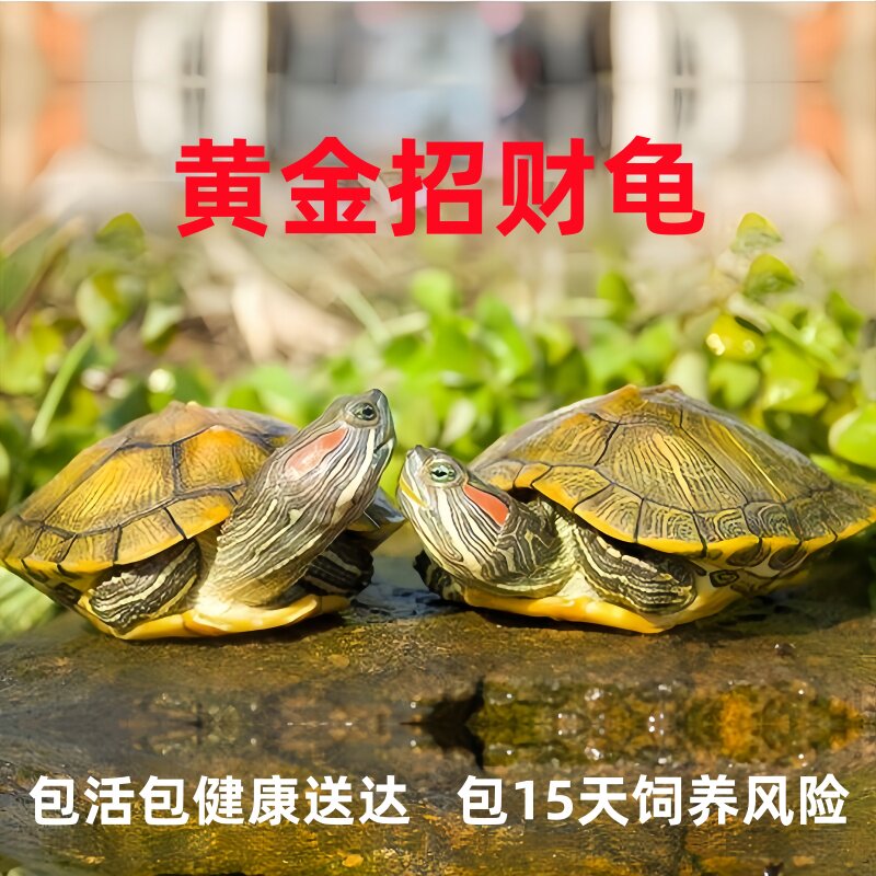 情侣巴西龟小乌龟活物幼龟观赏龟长寿龟好养黄金宠物龟活体大水龟