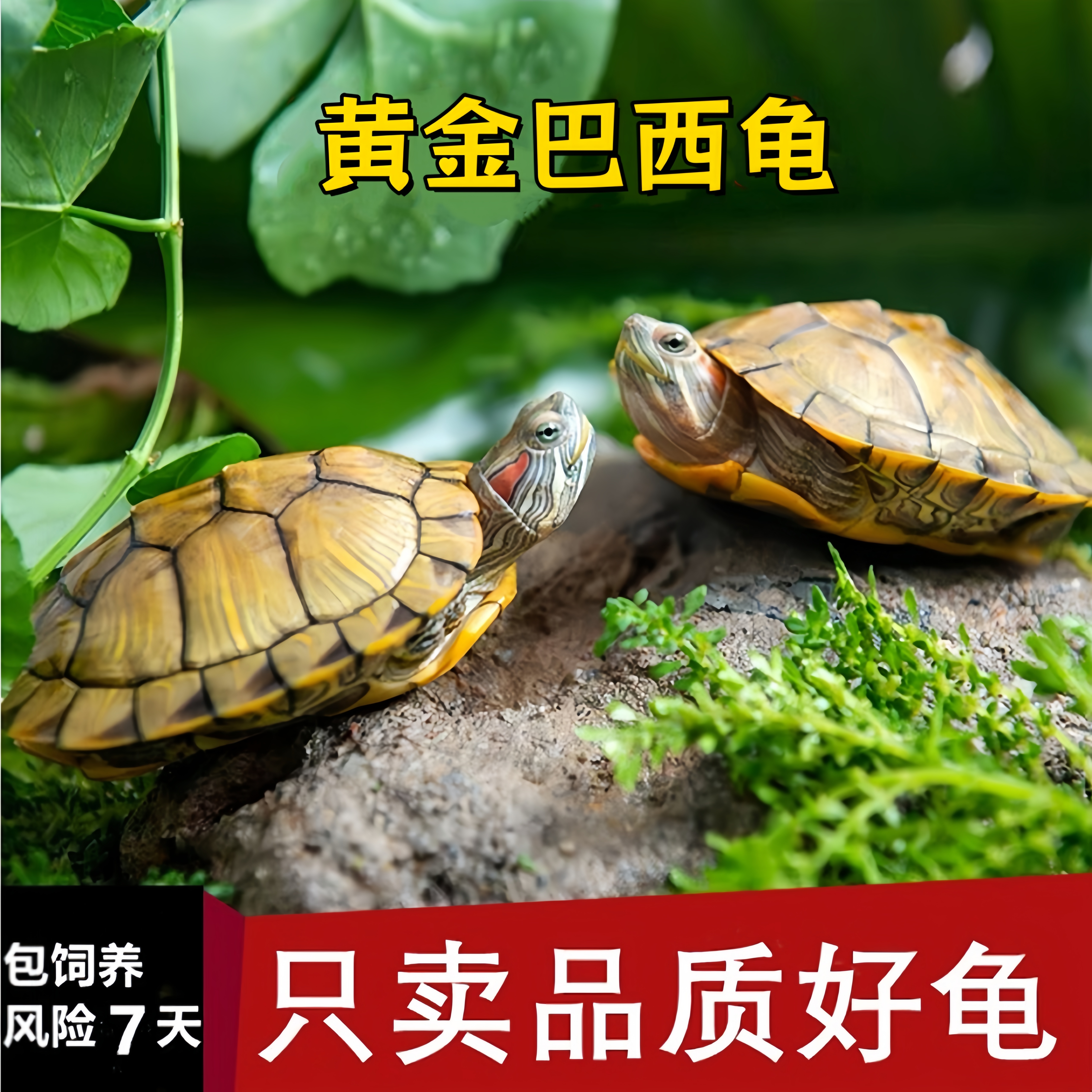 观赏小乌龟活物可爱长寿幼苗水龟