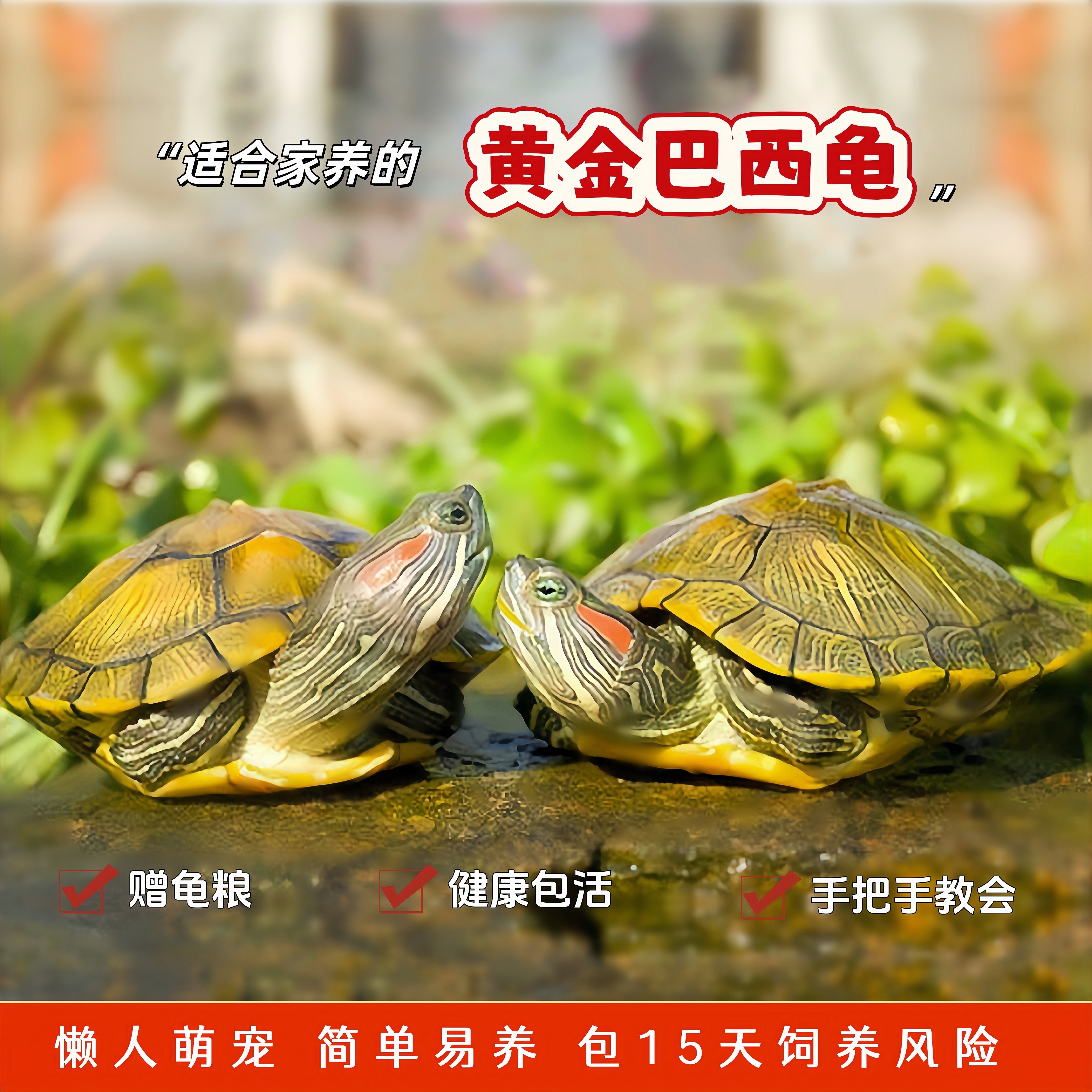 情侣巴西龟小乌龟活物幼龟观赏龟长寿龟好养黄金宠物龟活体大水龟