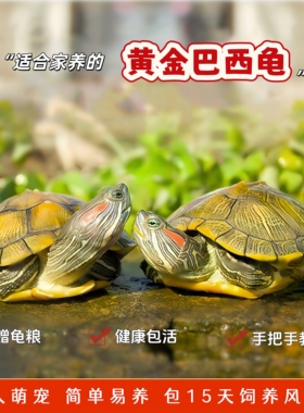情侣巴西龟小乌龟活物幼龟观赏龟长寿龟好养黄金宠物龟活体大水龟