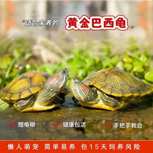 招财小乌龟懒人萌宠适合家养
