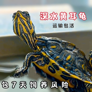 招财小黄耳深水龟吃粪龟活物好养小乌龟活体观赏龟鱼缸混养冷水