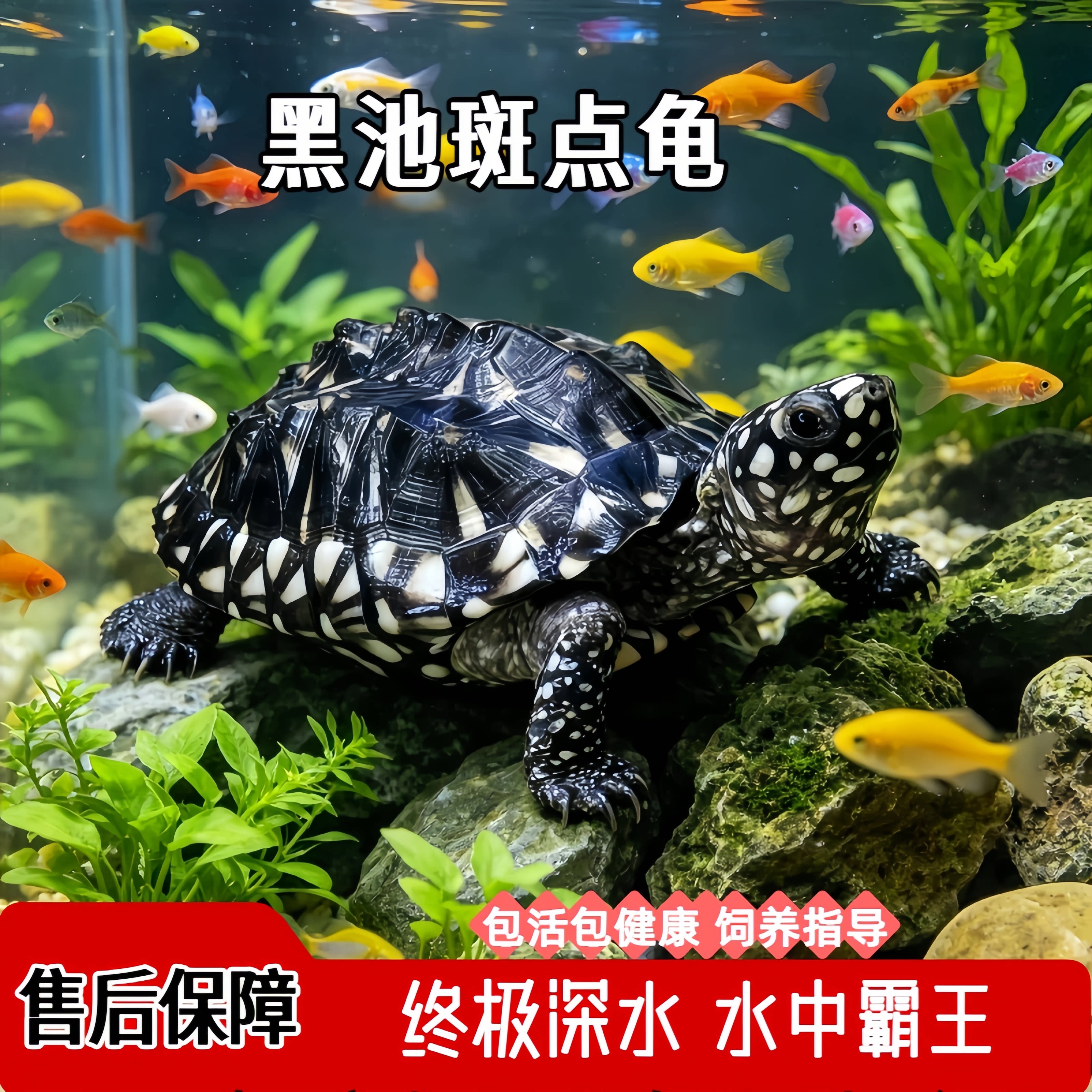纯种斑点龟斑点池龟满天星深水龟鱼龟混养乌龟活物家养宠物观赏龟