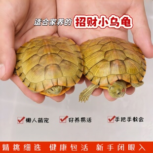 情侣招财黄金巴西龟耐活物宠物龟适合家养小乌龟活体半水彩龟外塘