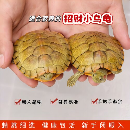 皮实好养的宠物龟适合新手的乌龟