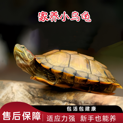 观赏小乌龟活物可爱长寿幼苗水龟