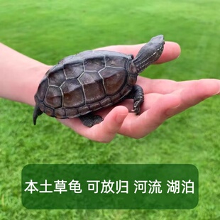 活物小乌龟中华草龟宠物活体观赏龟家养深水龟长寿苗子放外塘生养