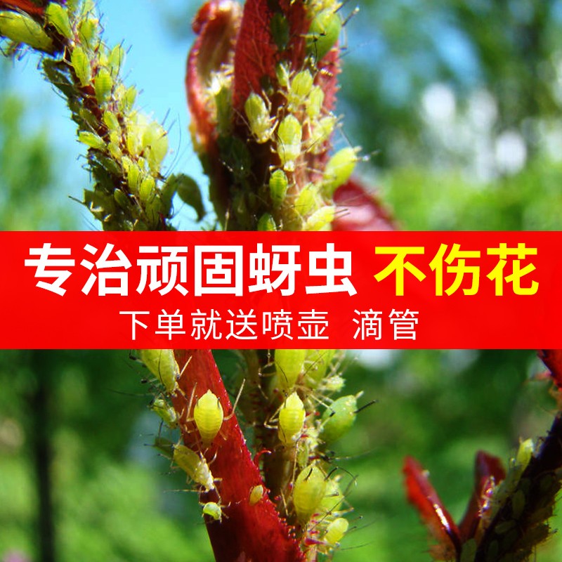 杜鹃专用杀虫剂杜鹃花打虫除虫治虫长虫土壤灭虫生虫黄叶黄生病药