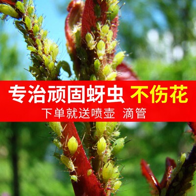 杜鹃专用杀虫剂杜鹃花打虫除虫治虫长虫土壤灭虫生虫黄叶黄生病药