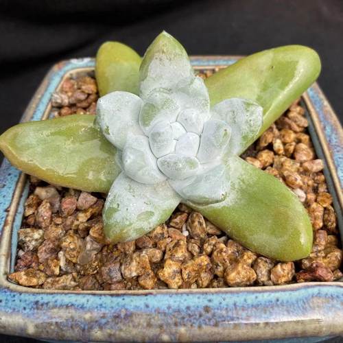 多肉植物单头价格 多肉植物单头图片 星期三