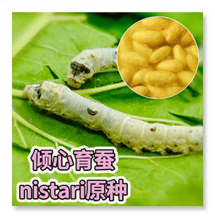 nistari蚕卵尼斯塔里印度蚕热带血统多化养蚕宝宝稀有蚕遗传素材
