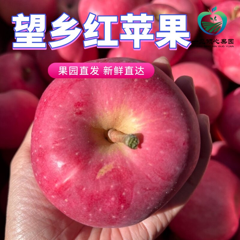 大连望乡红苹果王香红香甜多汁新鲜水果脆甜自家果园红富士系列果,水产肉类/新鲜蔬果/熟食,苹果,淘宝优惠券,粉丝福利购,淘宝优惠卷