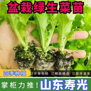 绿生菜秧苗种籽大速生生菜香麦菜结球直立生菜盆栽四季阳台正宗苗