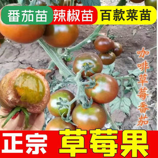 铁皮绿腚草莓柿苗老品种铁柿子四季盆栽春秋番茄苗西红柿种籽苗秧