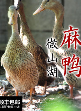 现杀微山湖微山湖麻鸭