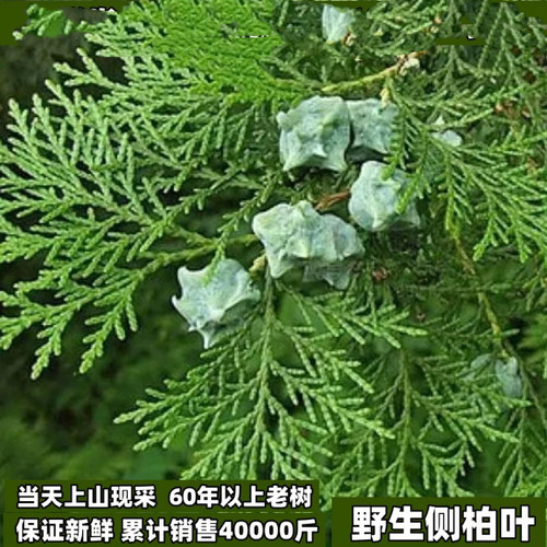 野生侧柏叶新鲜可泡酒可煮水洗头