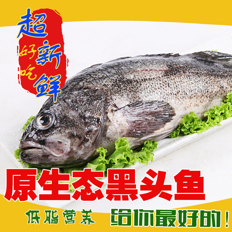 长岛野生深海鲜活黑裙鱼黑头鱼深海鱼类当天海捕直供肥鲜全场包邮