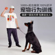 上门训狗宠物学校训犬教程课程宠物训练狗狗神器定点排便