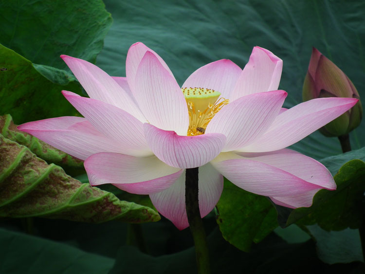 装饰画 花卉 植物局部特写写真贴画 荷花 莲花壁纸墙画可客厅海报图片