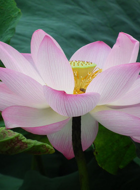 花卉植物写真壁纸海报装饰画