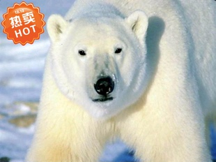 现代装饰画 凶猛动物图片 狮子老虎北极熊大象照片清晰相片插画