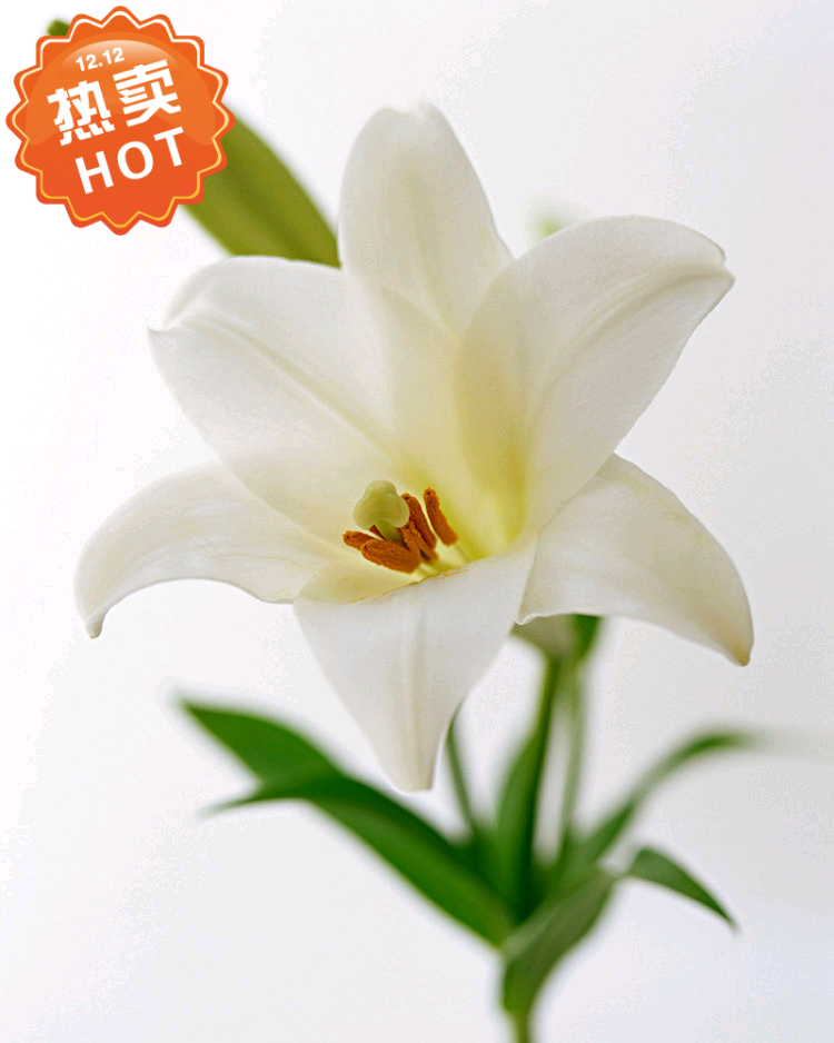 现代装饰画 百合花洁白纯洁百合花卉 特写微拍 高清晰写真照片美