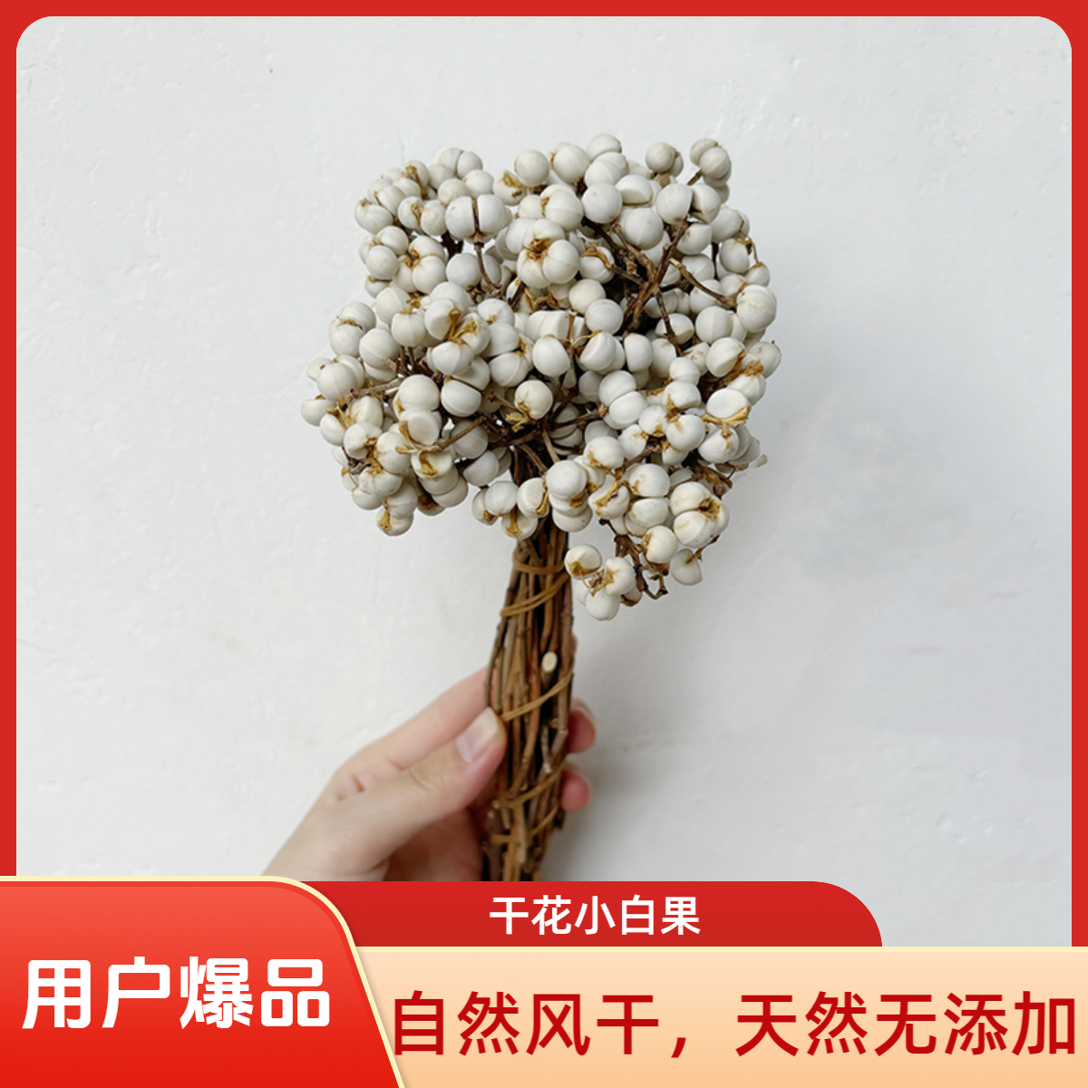 北欧风小白果乌桕果干花材料