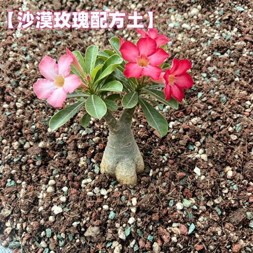 70%颗粒沙漠玫瑰种植土块根营养