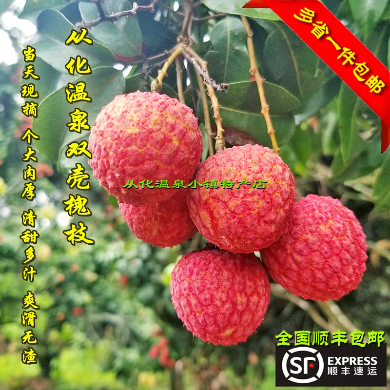 从化荔枝新鲜怀枝现摘5斤温泉双壳槐枝广东淮枝水果特产 顺丰包邮