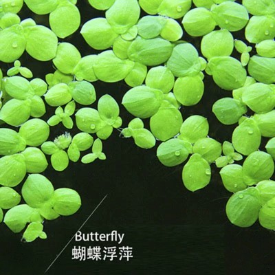 浮萍养鱼塘小青萍养龟小叶金鱼缸造景观水质净化水草 30棵蝴蝶萍