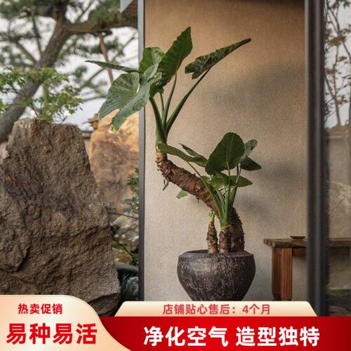 四季种植霸王芋新居净化空气大叶滴水观音绿植旺宅室内外造型盆栽