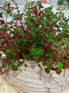 食用有机健康蔬菜台湾红枸杞旱地阳台地栽泰国西洋菜蔬菜苗易种活