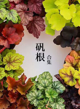 矾根绿植盆栽批发宿根花卉花园庭院室内耐寒工程绿化植物