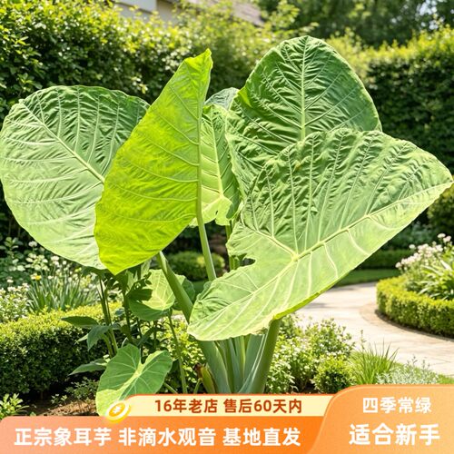 正宗象耳芋老桩巨型好养活绿植