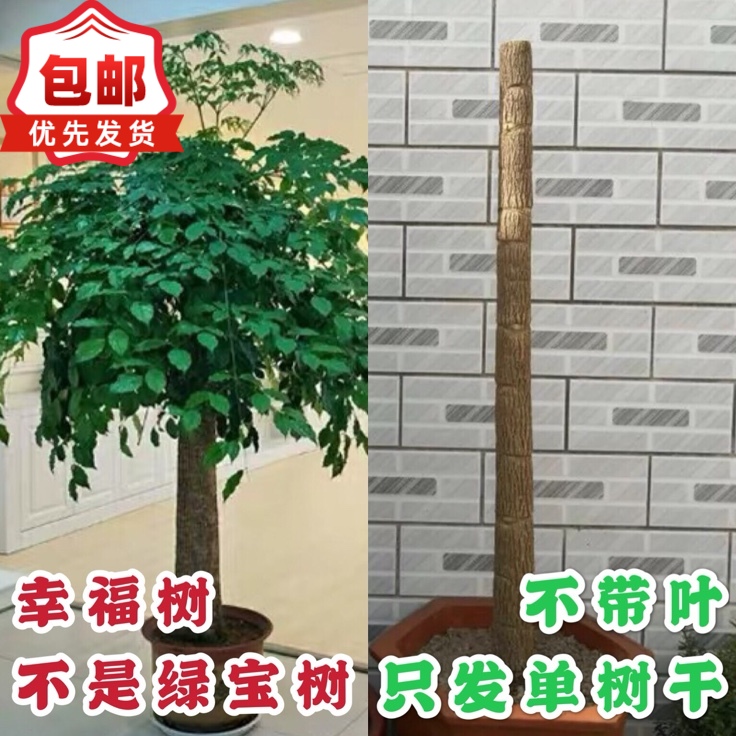 幸福树绿植盆景除甲醛新居