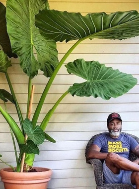 霸王芋四季种绿植大叶滴水观音净化空气常绿造景老桩旺宅好养盆栽