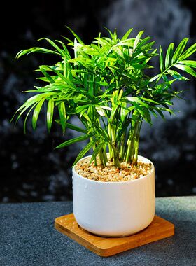 袖珍椰子绿植盆栽办公室桌面植物绿植散尾葵不落叶i凤尾竹北欧风