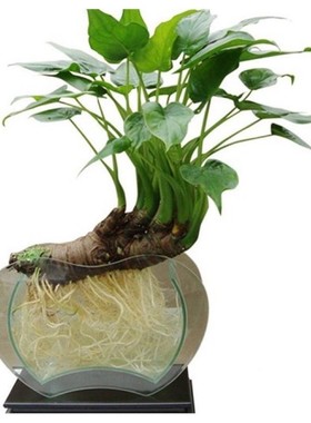 千手观音桌面水培小叶滴水观音室内绿色植物净化空气去甲醛盆栽