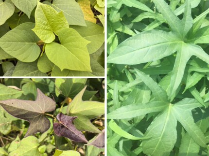 广西专吃叶子梗红薯叶苗蔬菜3个品种食用番薯五叉叶尖地瓜叶滕种