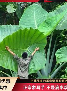 正宗巨型象耳芋室内外热带雨林四季种绿植互叶大野芋老桩盆栽网红