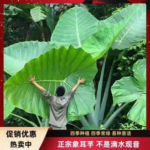 正宗巨型象耳芋室内外热带雨林四季种绿植互叶大野芋老桩盆栽网红